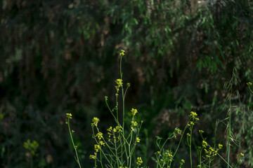Close up of cress barbarea vulgaris brassicaceae. selective focus.ground cress flower, barbarea...