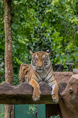 tiger in the zoo