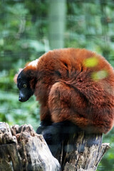 a Red ruffed lemur (Varecia rubra) resting