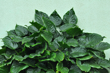 folhas em forma de coração folhagem verde escuro 