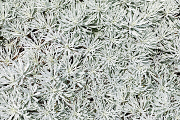 Chinese Wormwood's slilver leaves, Crossostephium chinense, Close up of gray. Small decorative...