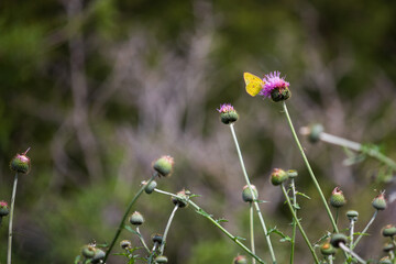 A yellow butterfly delicately rests upon a vibrant purple thistle (Cirsium horridulum), its surroundings a soft blur of budding thistle in a tranquil spring morning within a butterfly habitat.