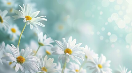 White chamomile flowers, natural background. An invitation card, a place for the text.