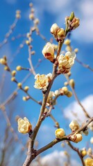 Blossoming tree branch on blue sky background. Spring equinox concept.
