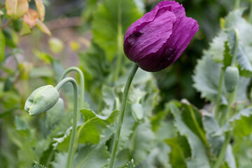 Opium poppy flower, in latin papaver somniferum, purple colored flowering poppy is grown in Turkiye	
