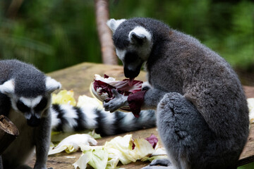a single Ring-tailed lemur (Lemur catta) eating food