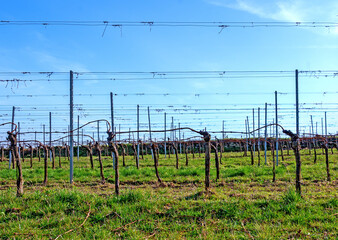 vineyard before bud burst with framework made from wires and metallic rods at spring in Bath...