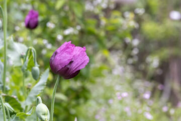 Opium poppy flower, in latin papaver somniferum, purple colored flowering poppy is grown in Turkiye	
