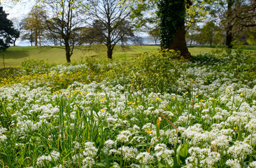 Wild spring flowers carpet on a woodland park floor. wild garlic, buttercups and bluebells blossoming through the gardens. Springtime. 
