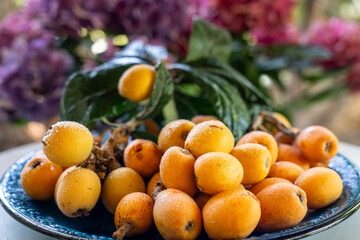 Organic fruit of loquat - Eriobotrya japonica (Biwa, Malta eriği, Yeni dünya) - has become in...