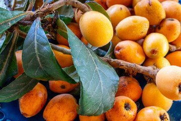 Organic fruit of loquat - Eriobotrya japonica (Biwa, Malta eriği, Yeni dünya) - has become in...