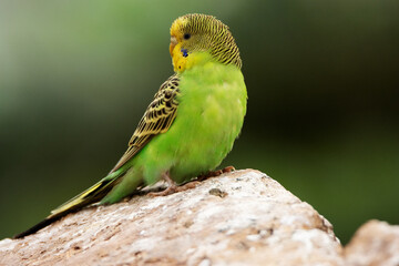 a single yellow and green Budgerigar (Melopsittacus undulatus) isolated on a natural desert...