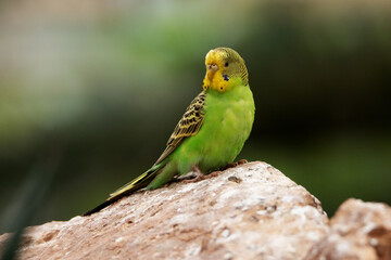 a single yellow and green Budgerigar (Melopsittacus undulatus) isolated on a natural desert background