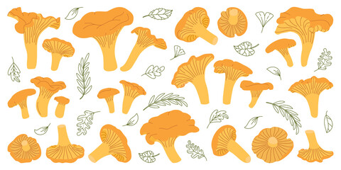 Chanterelle mushrooms set. Edible chanterelle mushrooms. Yellow mushroom. Hand drawn trendy flat style. Doodle autumn forest harvest. Vector illustration