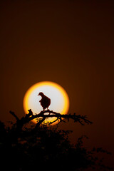 A silhouette of spotted dove against the setting sun inside Jorbeer Conservation reserve on the...