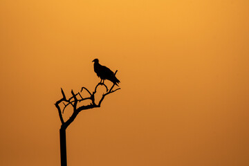 A silhouette of Egyptian vulture against the setting sun inside Jorbeer Conservation reserve on the...