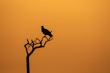 A silhouette of Egyptian vulture against the setting sun inside Jorbeer Conservation reserve on the outskirts of Bikaner, Rajasthan during a wildlife safari
