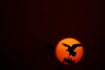 A silhouette of Egyptian vulture against the setting sun inside Jorbeer Conservation reserve on the outskirts of Bikaner, Rajasthan during a wildlife safari