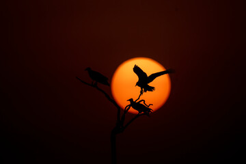 A silhouette of Egyptian vulture against the setting sun inside Jorbeer Conservation reserve on the...