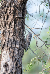 An Indian Spotted Creeper perched on top of a tree top, these birds are endemic to this region inside Tal chappar Black buck sanctuary during a wildlife sanctuary