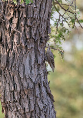 Obraz premium An Indian Spotted Creeper perched on top of a tree top, these birds are endemic to this region inside Tal chappar Black buck sanctuary during a wildlife sanctuary