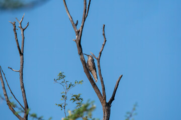 An Indian Spotted Creeper perched on top of a tree top, these birds are endemic to this region inside Tal chappar Black buck sanctuary during a wildlife sanctuary
