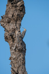 Naklejka premium An Indian Spotted Creeper perched on top of a tree top, these birds are endemic to this region inside Tal chappar Black buck sanctuary during a wildlife sanctuary