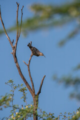 An Indian Spotted Creeper perched on top of a tree top, these birds are endemic to this region inside Tal chappar Black buck sanctuary during a wildlife sanctuary
