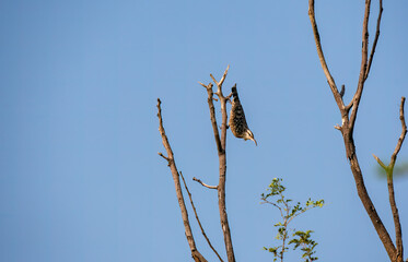 An Indian Spotted Creeper perched on top of a tree top, these birds are endemic to this region inside Tal chappar Black buck sanctuary during a wildlife sanctuary