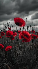 Obraz premium red poppies in the field. background imagery for remembrance or armistice day on 11 of november. dark clouds on the sky. selective color
