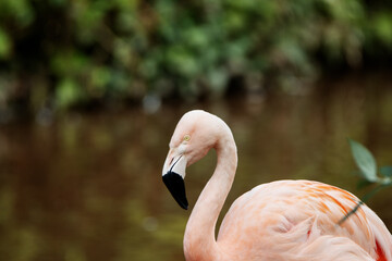 close up of the head and neck of a Chilean Flamingo (Phoenicopterus chilensis)  isolated on a natural green background