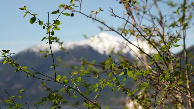 Snow-Capped Mountain Behind Spring Foliage Scenery