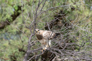 A booted eagle flying off from a perch inside Tal chappar Blackbuck sanctuary during a wildlife safari