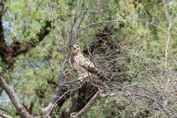 A booted eagle flying off from a perch inside Tal chappar Blackbuck sanctuary during a wildlife safari