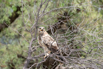 A booted eagle flying off from a perch inside Tal chappar Blackbuck sanctuary during a wildlife safari