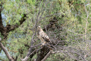 A booted eagle flying off from a perch inside Tal chappar Blackbuck sanctuary during a wildlife safari