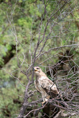 A booted eagle flying off from a perch inside Tal chappar Blackbuck sanctuary during a wildlife safari