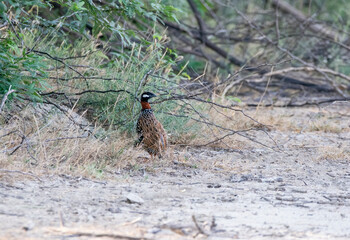 A black francolin walking among the tall grass in the grasslands of Tal chappar black buck sanctuary during a wildlife safari