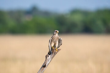 A common Kestrel sitting on top of a tree with the background of grassland inside Tal Chappar,...