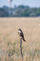 A common Kestrel sitting on top of a tree with the background of grassland inside Tal Chappar, Rajasthan during a wildlife drive inside the sanctuary