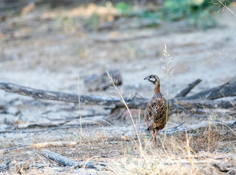 A black francolin walking among the tall grass in the grasslands of Tal chappar black buck sanctuary during a wildlife safari