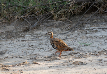 A black francolin walking among the tall grass in the grasslands of Tal chappar black buck sanctuary during a wildlife safari