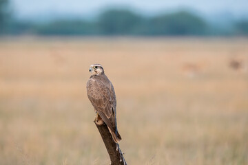 A laggar falcon perched on top of a tree in the grasslands of tal chappar blackbuck sanctuary during a wildlife safari