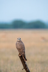 A laggar falcon perched on top of a tree in the grasslands of tal chappar blackbuck sanctuary during a wildlife safari