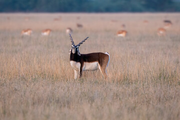 Blackbucks grazing in the grasslands of Tal chappar black buck sanctuary during a beautiful sunset