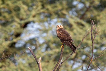A Eurasian marsh harrier perched on top of a tree inside Tal Chappar Blackbuck sanctuary during a wildlife safari