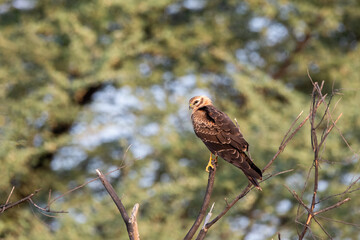 A Eurasian marsh harrier perched on top of a tree inside Tal Chappar Blackbuck sanctuary during a wildlife safari