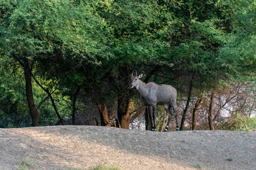 A male nilgai aka blue bull grazing near water body inside Tal Chappar black buck sanctuary in Rajasthan during a wildlife safari