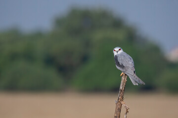 A black shouldered kite sitting on top of a tree stomp in the grasslands of Black buck sanctuary in...