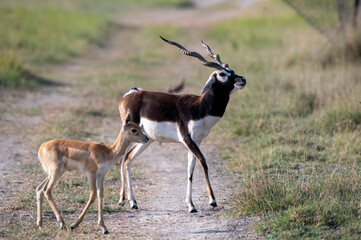 A male blackbuck walking among the high grass inside the grasslands of Black buck sanctuary in Tal Chappar, Rajasthan during a wildlife safari
